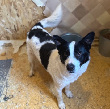 Собаки в добрые руки - Флекса - 1