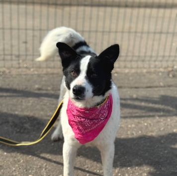 Собаки в добрые руки - Флекса - 2