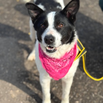 Собаки в добрые руки - Флекса - 3