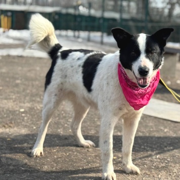 Собаки в добрые руки - Флекса - 4