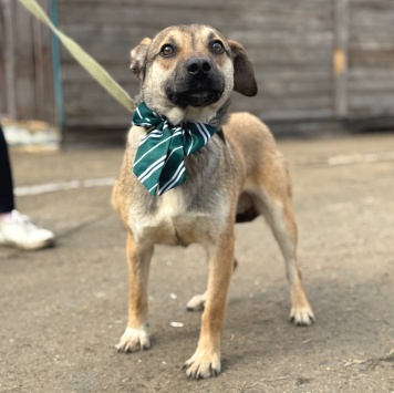 Собаки в добрые руки - Денди