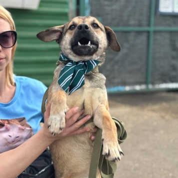 Собаки в добрые руки - Денди - 1