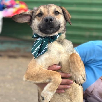 Собаки в добрые руки - Денди - 2