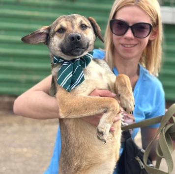 Собаки в добрые руки - Денди - 3