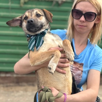 Собаки в добрые руки - Денди - 4