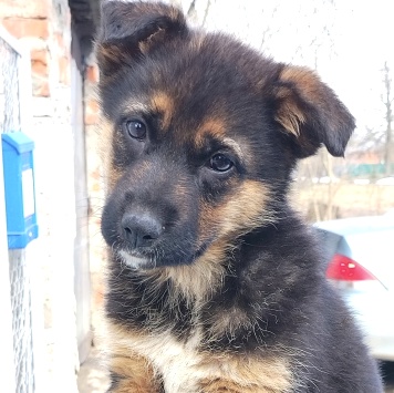 Собаки в добрые руки - Лайза