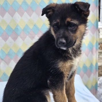 Собаки в добрые руки - Лайза - 1