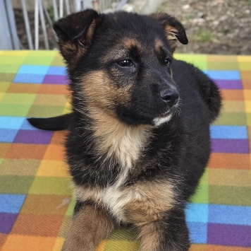 Собаки в добрые руки - Лайза - 2