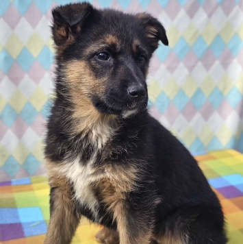 Собаки в добрые руки - Лайза - 3