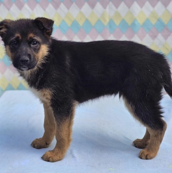 Собаки в добрые руки - Лайза - 4