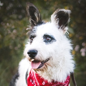 Собаки в добрые руки - Добби