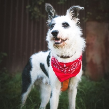 Собаки в добрые руки - Добби - 1