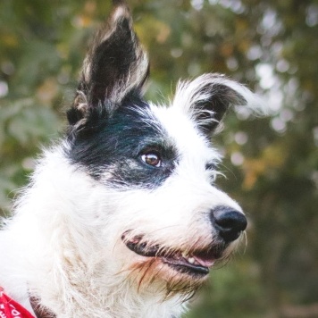 Собаки в добрые руки - Добби - 2