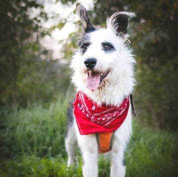 Собаки в добрые руки - Добби - 3