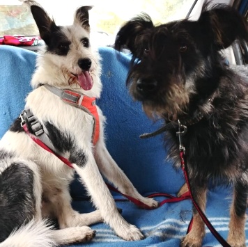 Собаки в добрые руки - Добби - 4