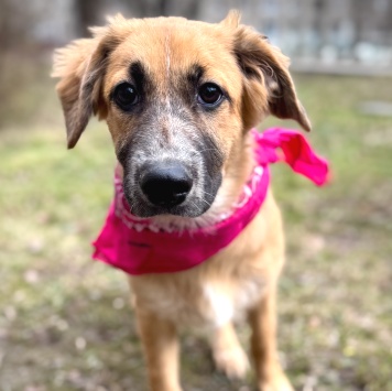 Собаки в добрые руки - Мия