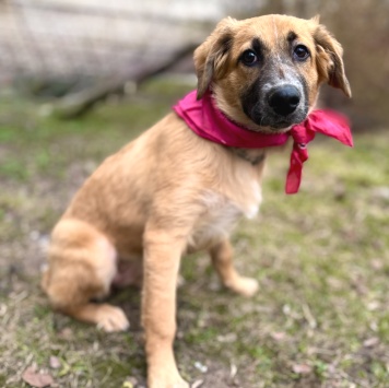 Собаки в добрые руки - Мия - 1