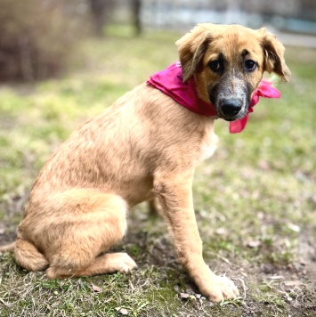 Собаки в добрые руки - Мия - 2