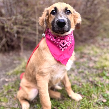 Собаки в добрые руки - Мия - 3