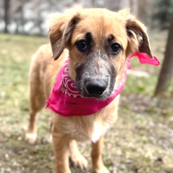 Собаки в добрые руки - Мия - 4