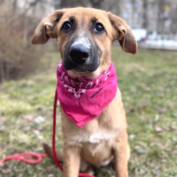 Собаки в добрые руки - Минди