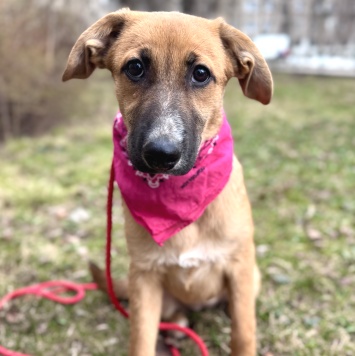 Собаки в добрые руки - Минди - 1