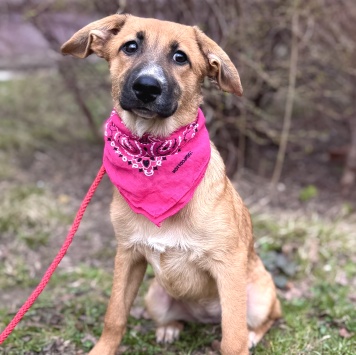 Собаки в добрые руки - Минди - 2