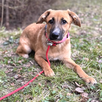 Собаки в добрые руки - Минди - 3