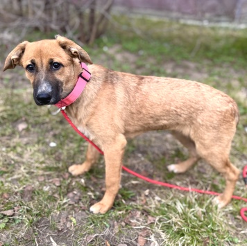 Собаки в добрые руки - Минди - 4