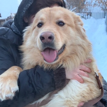 Собаки в добрые руки - Лучик