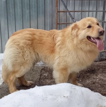 Собаки в добрые руки - Лучик - 1