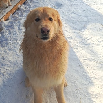 Собаки в добрые руки - Лучик - 2