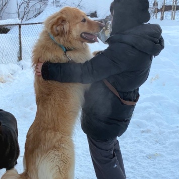 Собаки в добрые руки - Лучик - 3