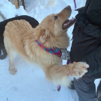 Собаки в добрые руки - Лучик - 4