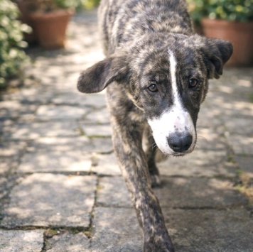 Собаки в добрые руки - Терри