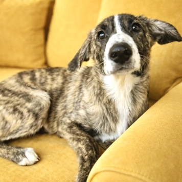 Собаки в добрые руки - Терри - 1