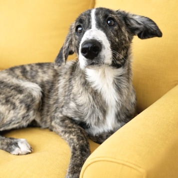 Собаки в добрые руки - Терри - 2