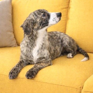 Собаки в добрые руки - Терри - 3