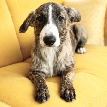 Собаки в добрые руки - Терри - 4