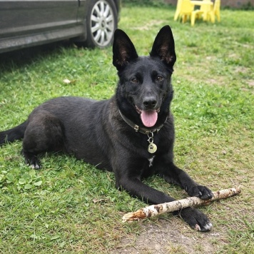 Собаки в добрые руки - Белка