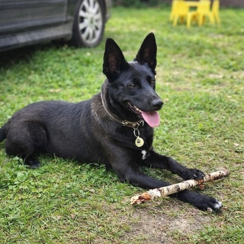 Собаки в добрые руки - Белка - 1