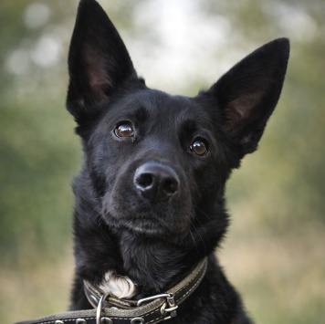 Собаки в добрые руки - Белка - 2