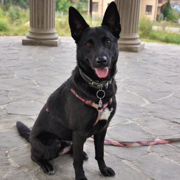 Собаки в добрые руки - Белка - 3