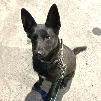 Собаки в добрые руки - Белка - 4