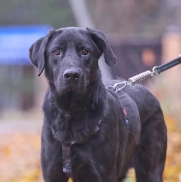 Собаки в добрые руки - Зорро