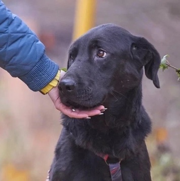 Собаки в добрые руки - Зорро - 1