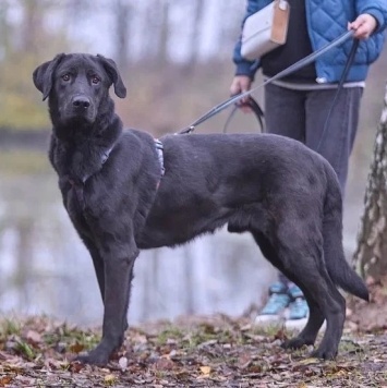 Собаки в добрые руки - Зорро - 2