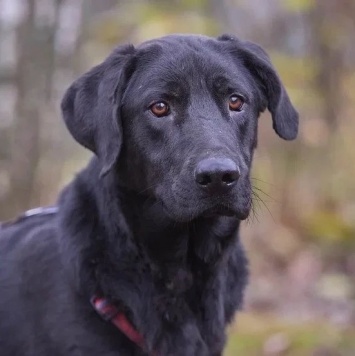 Собаки в добрые руки - Зорро - 3