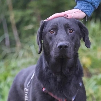 Собаки в добрые руки - Зорро - 4