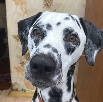 Собаки в добрые руки - Крис